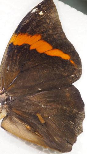 Opsiphanes sp.